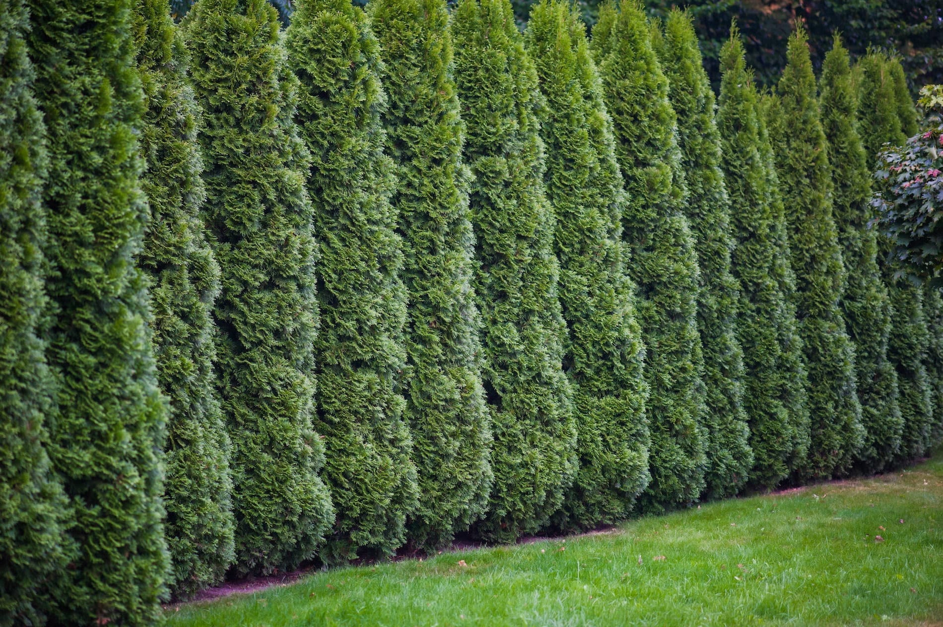 hög-stor-conifer-köpa-och-plantera-häckar så