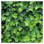 Murgröna - Hedera Hibernica 80/100 cm (i kruka)