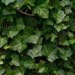 Murgröna - Hedera Helix 175/200 cm (i kruka)