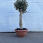 Olijfboom Olea Europaea 140-160 stamomtrek 36cm
