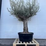Olijfboom Olea Europaea 250-300 Grootste hoge kuip Stamomtrek 100cm