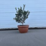Olijfboom olea Europaea 40-50cm tafelplant